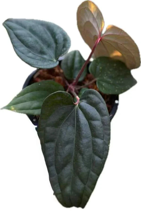 Anthurium Besseae aff x Luxurians