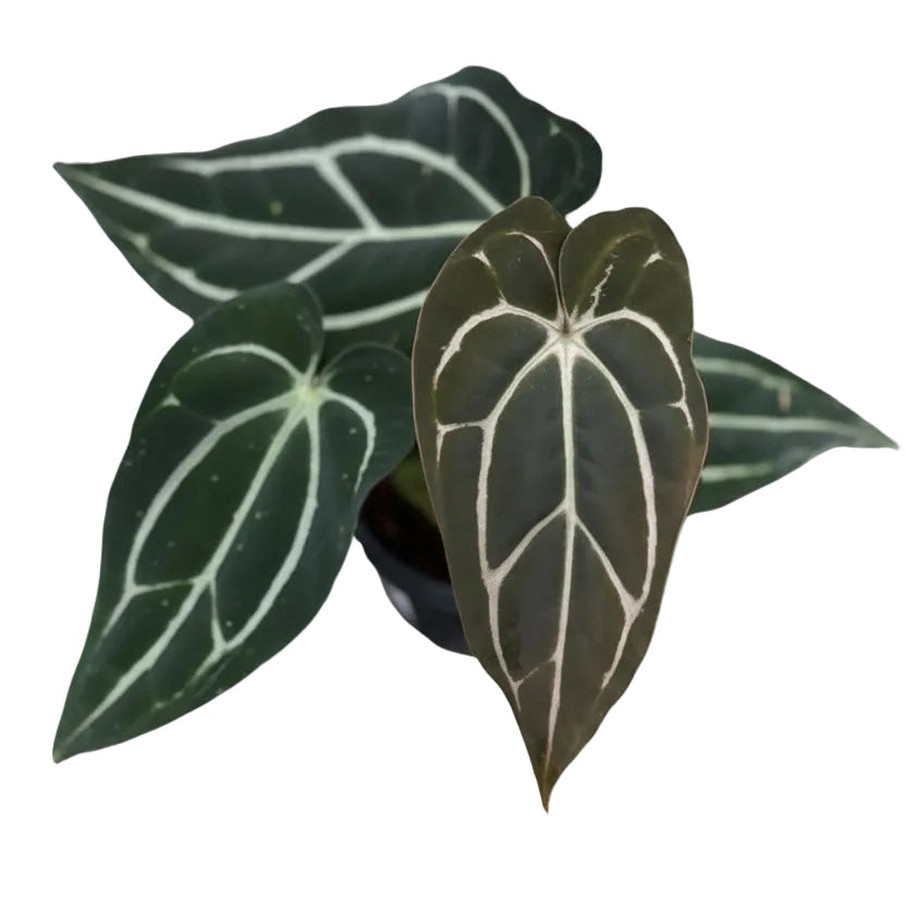 Anthurium Carlablackiae selfing