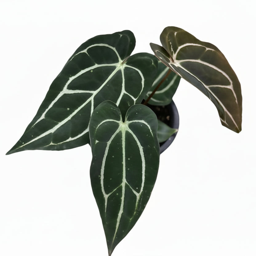 Anthurium Carlablackiae selfing