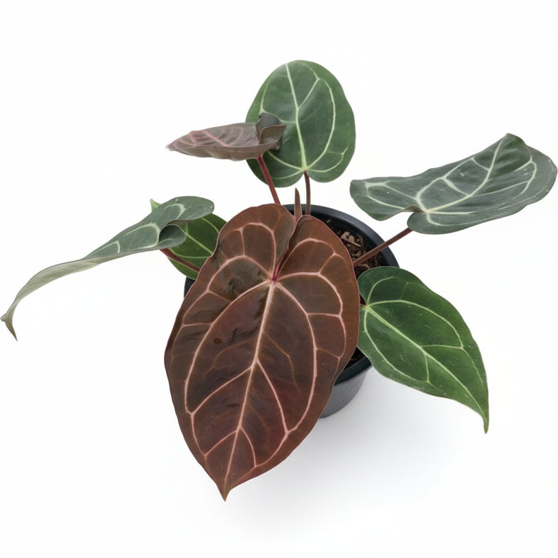 Anthurium Carlablackiae x Red Crystallinum (RC)