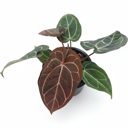 Anthurium Carlablackiae x Red Crystallinum (RC)