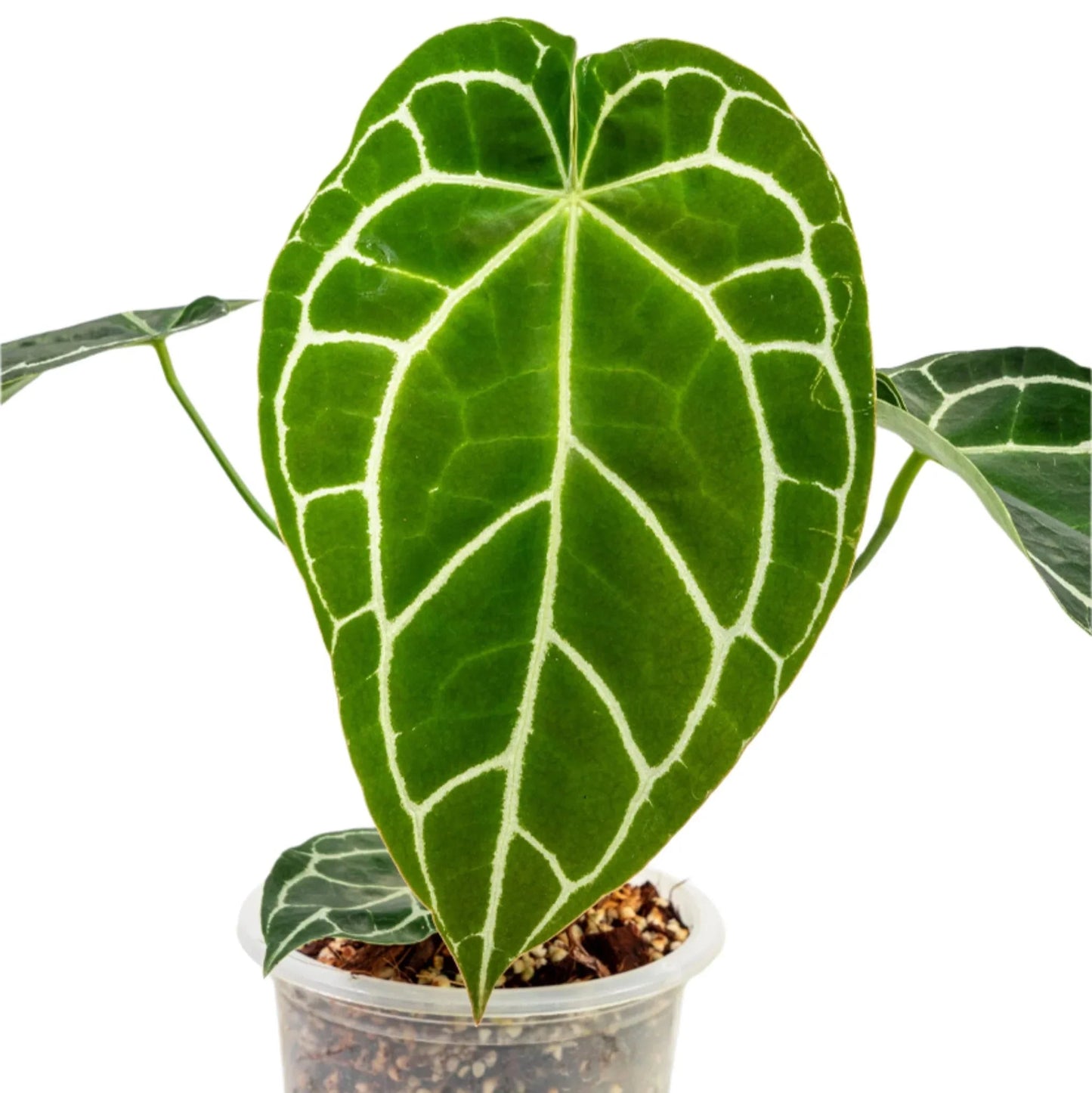 Anthurium Crystallinum Hybrid