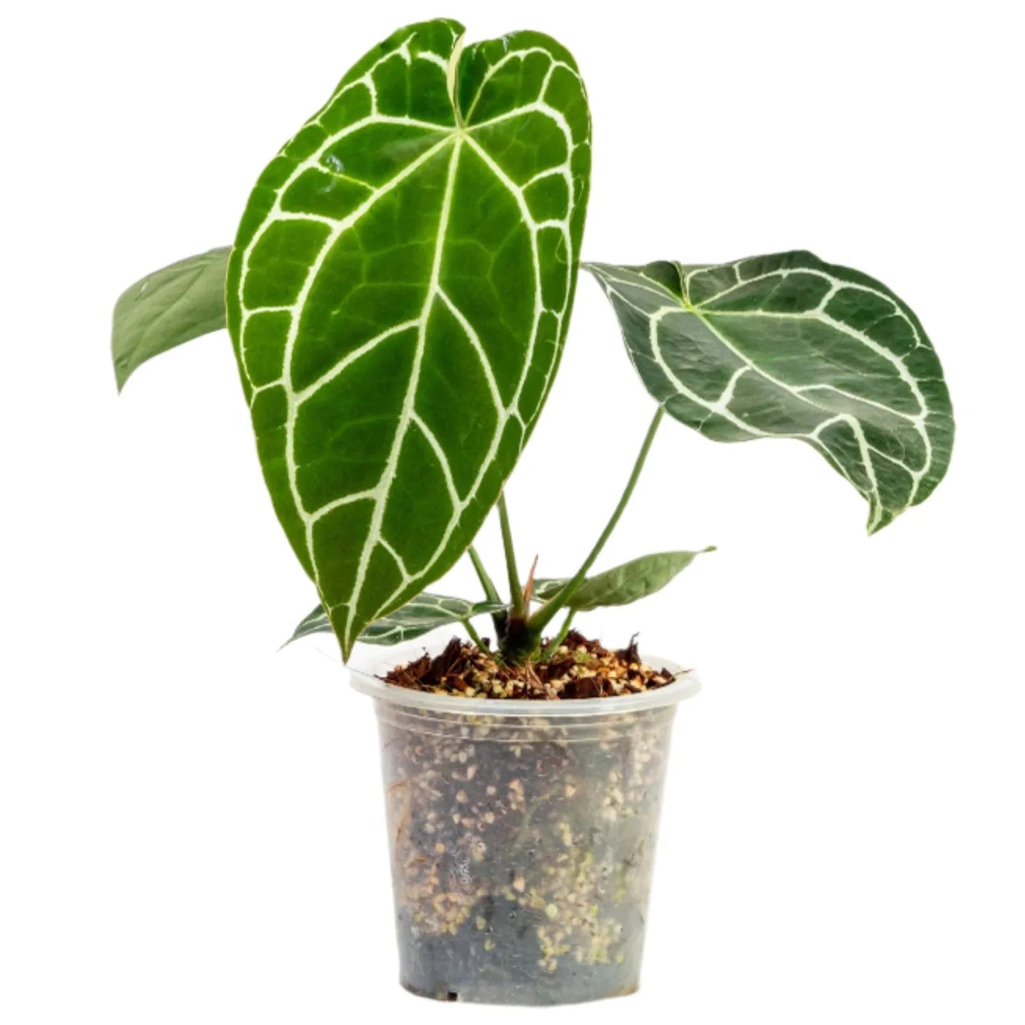 Anthurium Crystallinum Hybrid