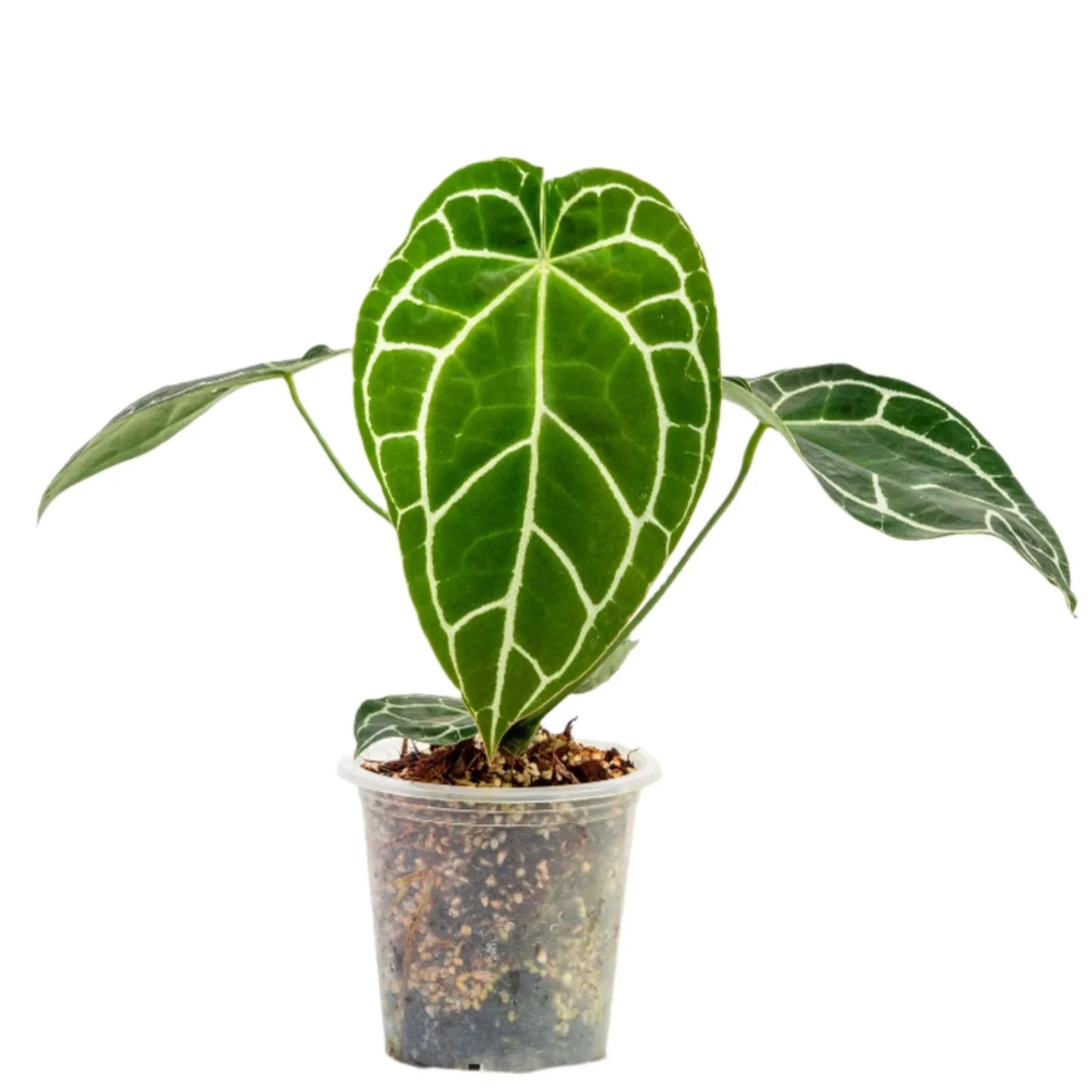 Anthurium Crystallinum Hybrid