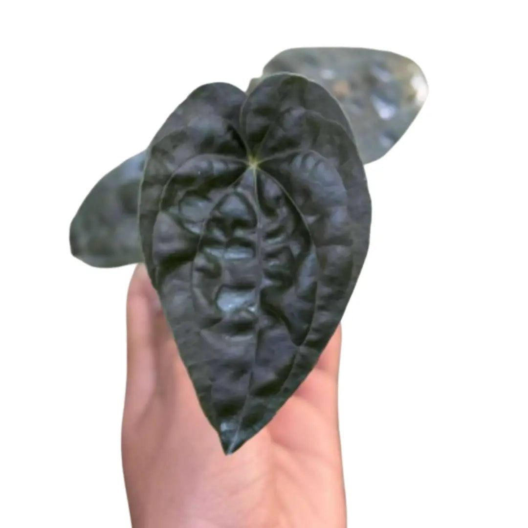 Anthurium dressleri x luxurians