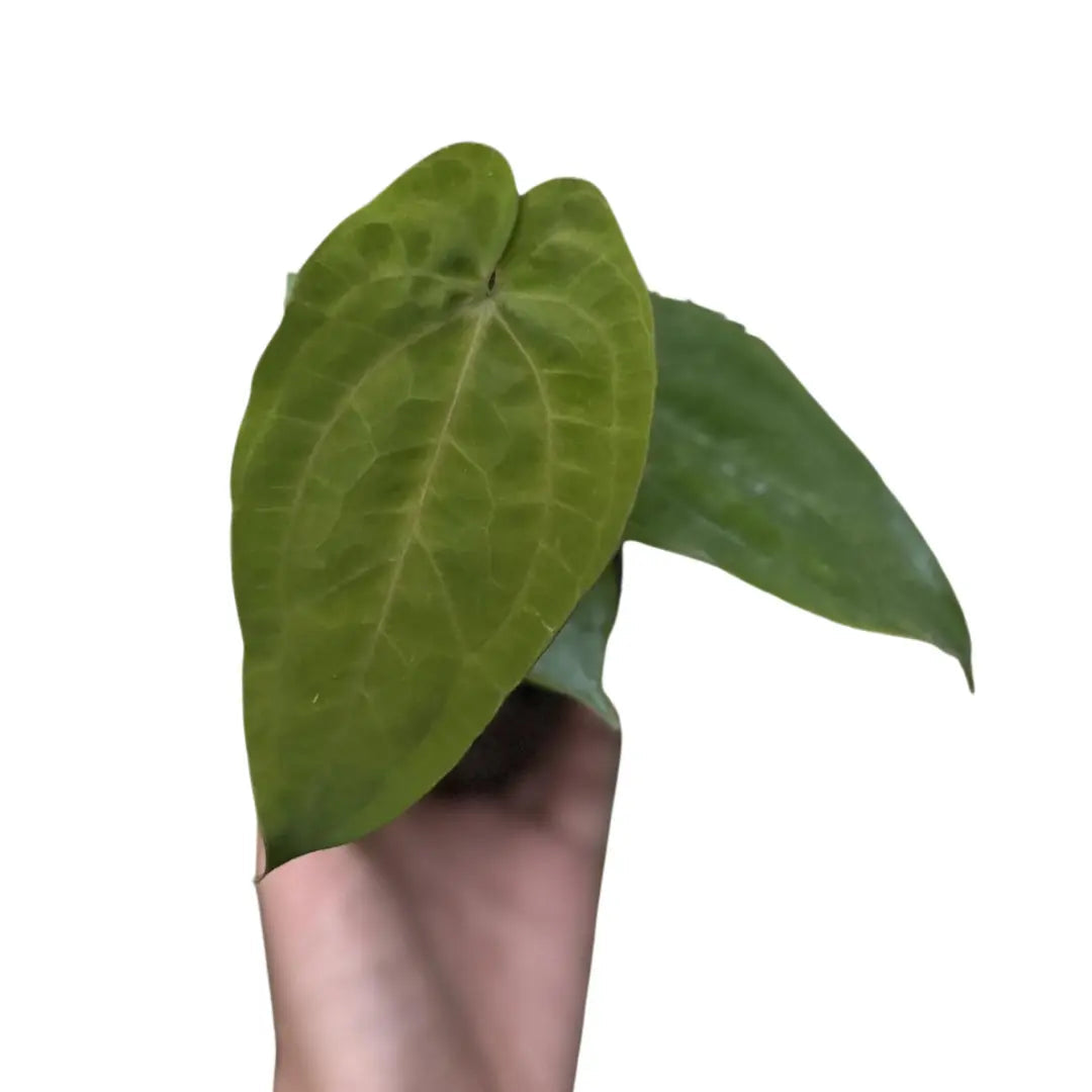 Anthurium dressleri x papillilaminum