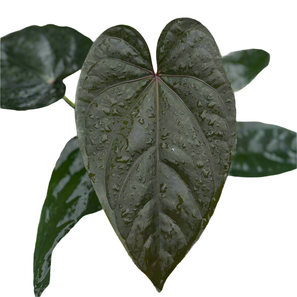 Anthurium dressleri x Red Vein Dark Phoenix (RVDP)