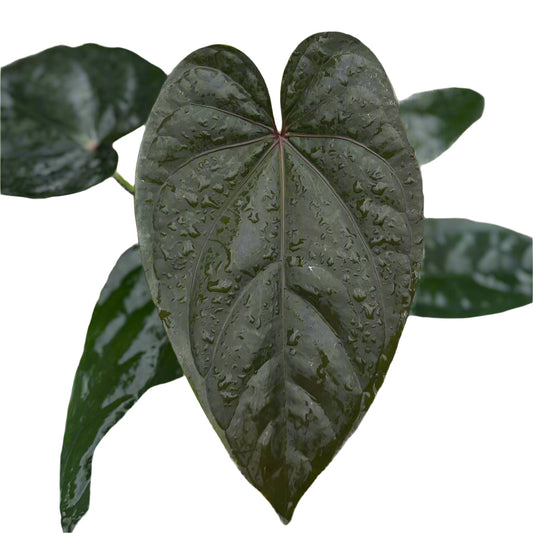 Anthurium dressleri x Red Vein Dark Phoenix (RVDP)