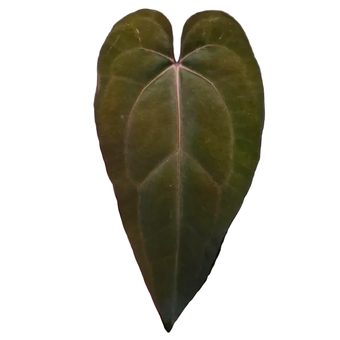 Anthurium Hybrid (Red Vein) (Grower's choice)