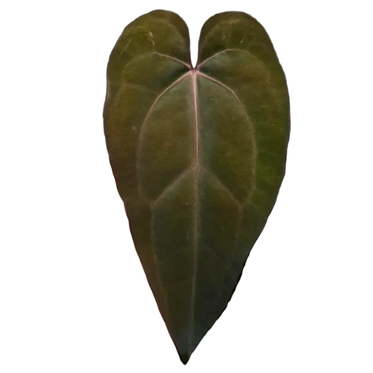 Anthurium dressleri × carlablackiae