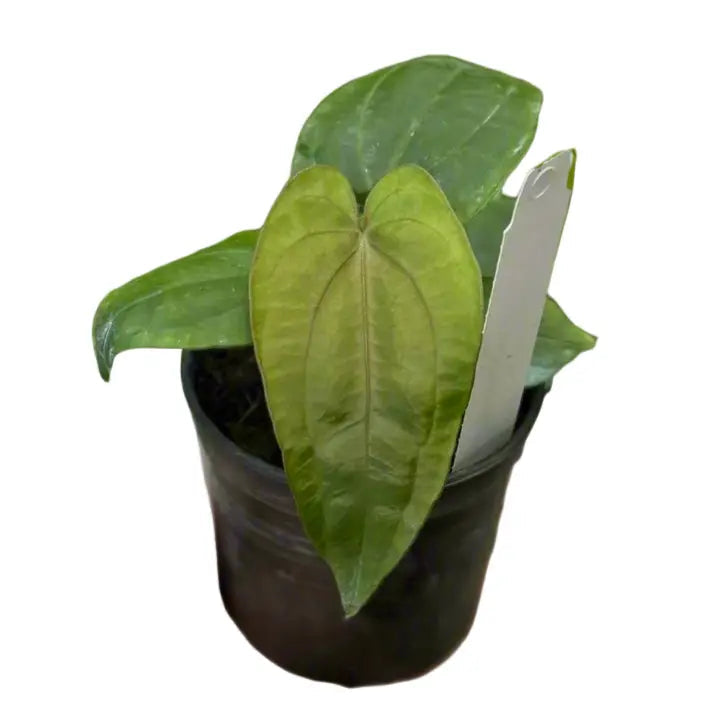 Anthurium dressleri x dressleri