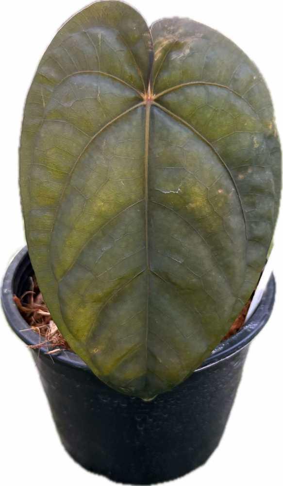 Anthurium dressleri x dressleri