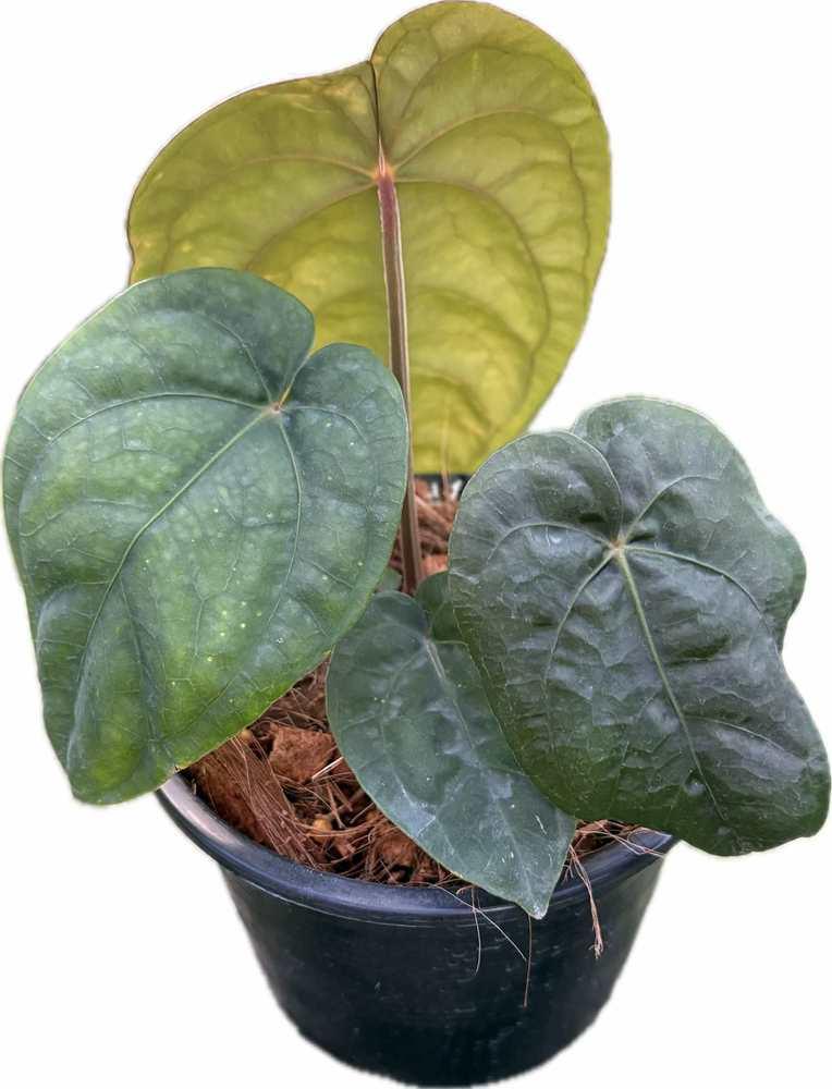 Anthurium dressleri x dressleri