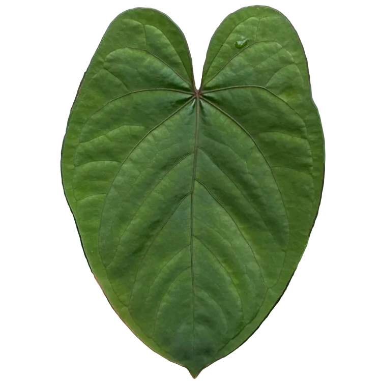 Anthurium dressleri × kunayalense