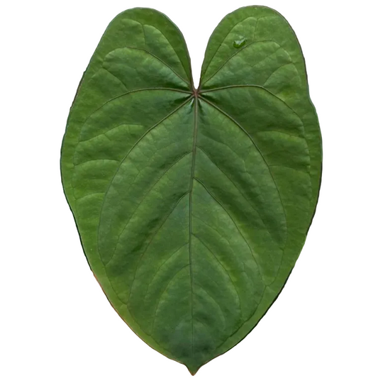 Anthurium dressleri × kunayalense