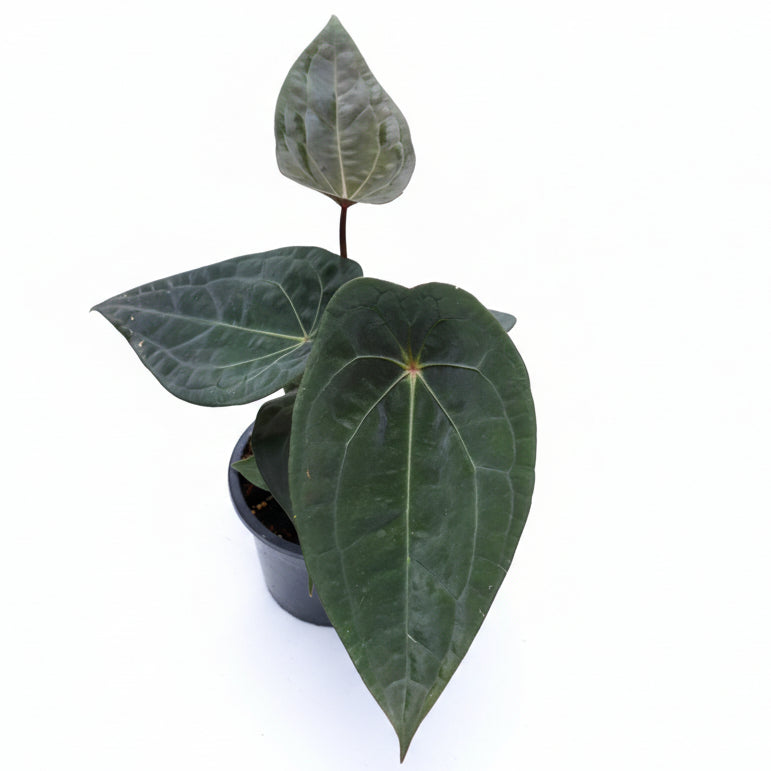 Anthurium Forgetii x Red Vein Dark Phoenix (RVDP)
