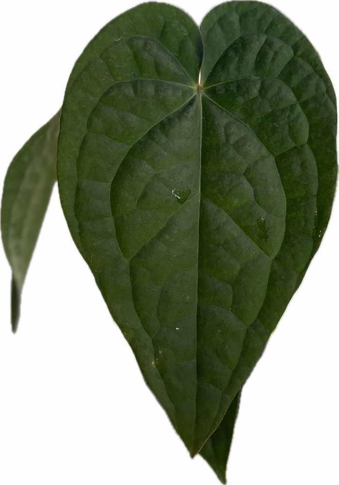 Anthurium forgetii x luxurians