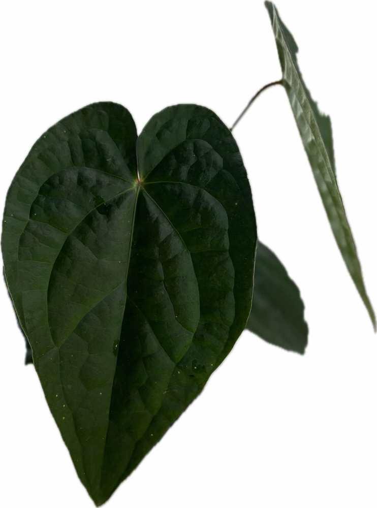 Anthurium forgetii x luxurians