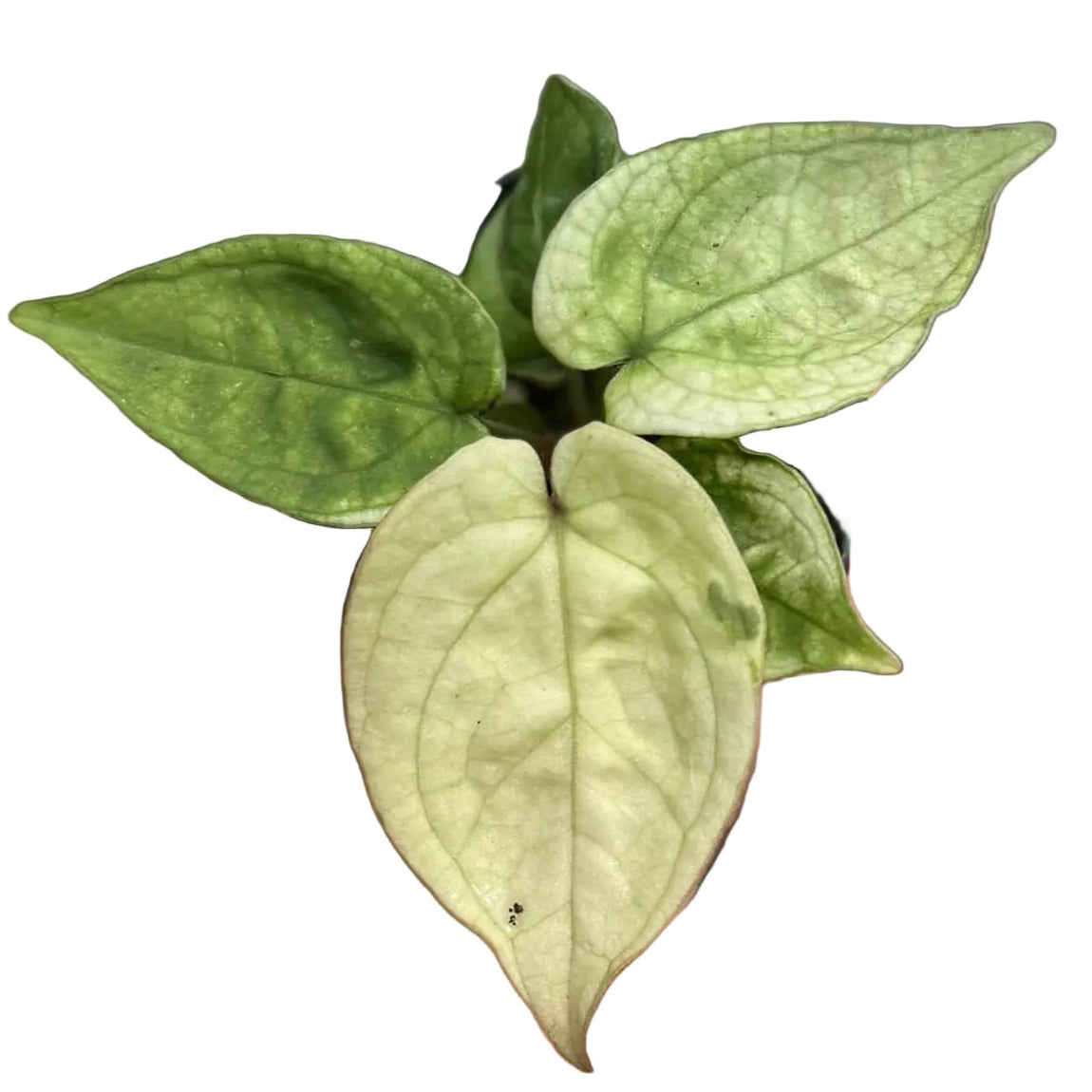 Anthurium 'White Moon'