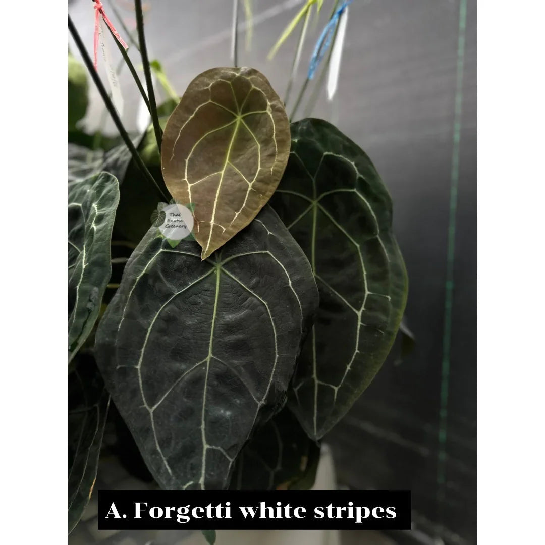 Anthurium forgetii x luxurians