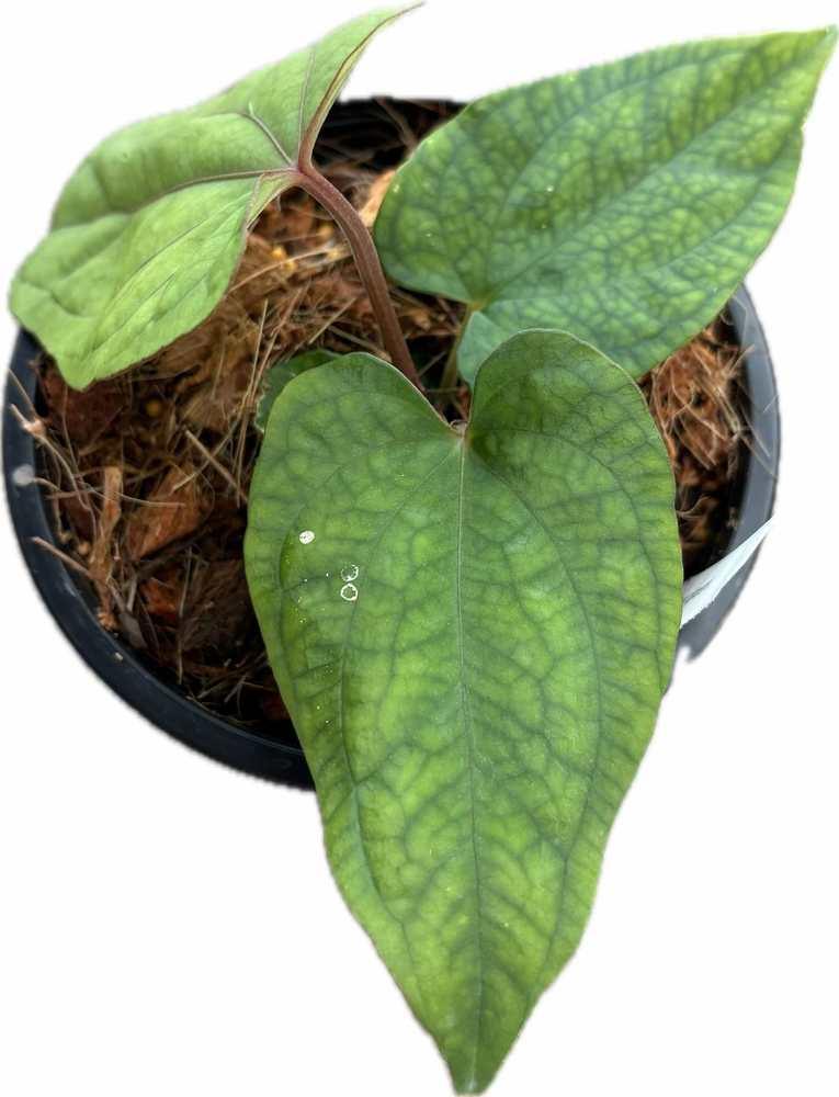 Anthurium kunayalense x Red Vein Dark Phoenix (RVDP)