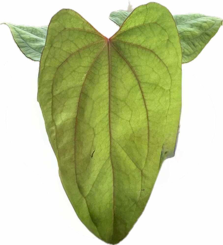 Anthurium kunayalense x Red Vein Dark Phoenix (RVDP)