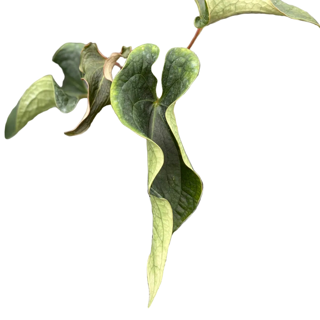 Anthurium Medusa