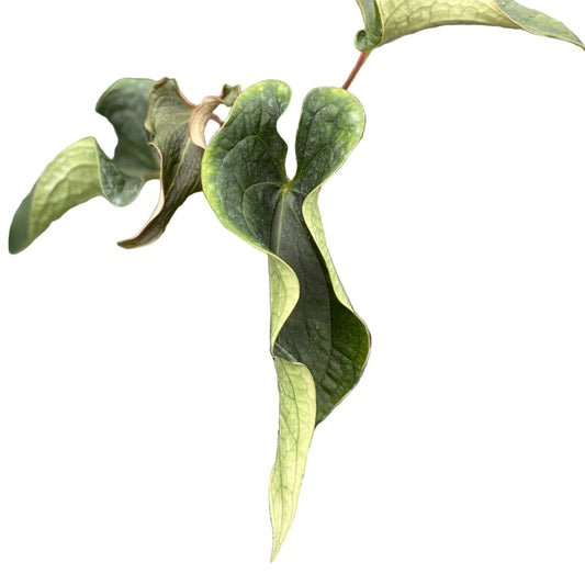 Anthurium Medusa