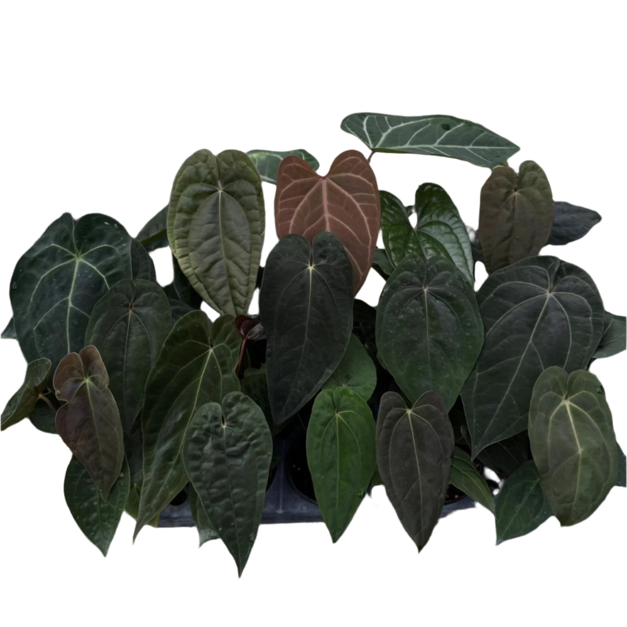Anthurium Papillilaminum Hybrid (Grower's Choice) (1 pot)