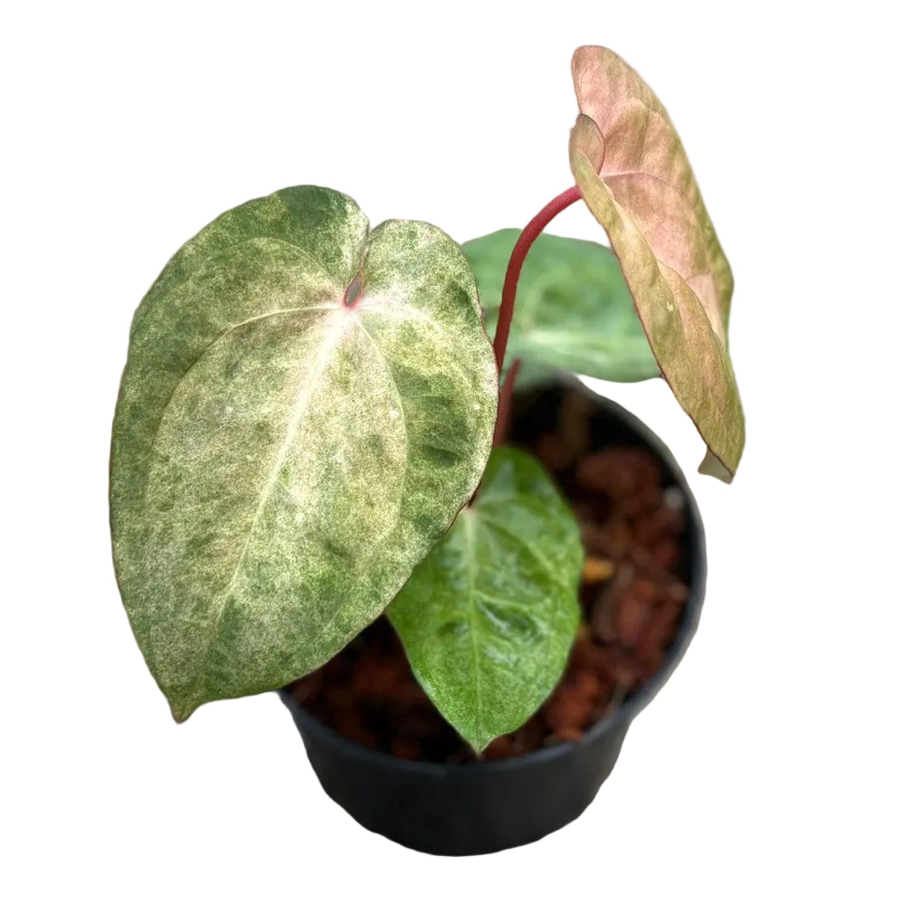 Anthurium papillilaminum hybrid (pink/mint) variegated