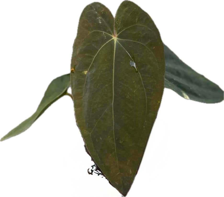 Anthurium papillilaminum x dressleri