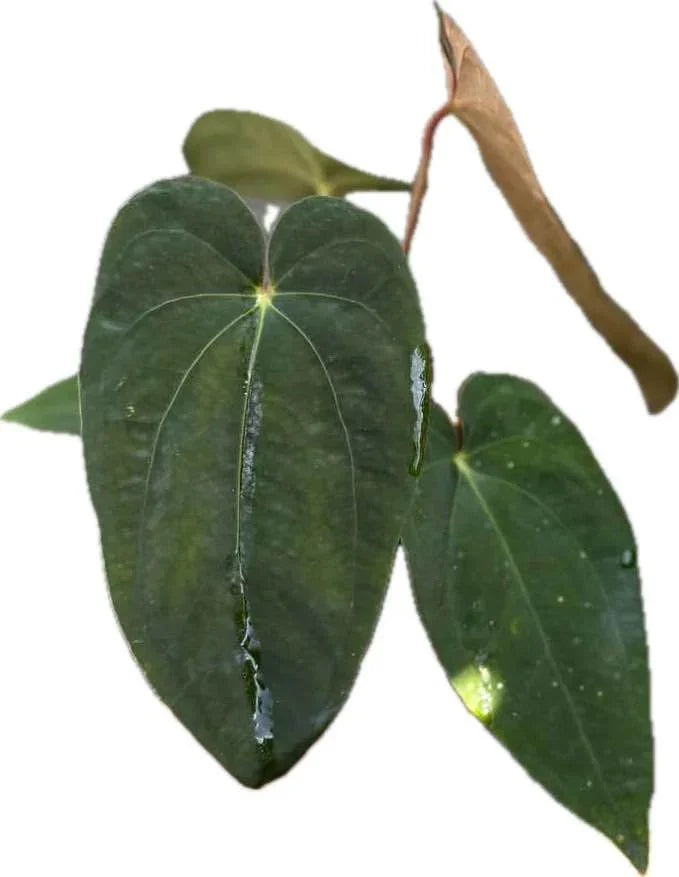 Anthurium papillilaminum x dressleri