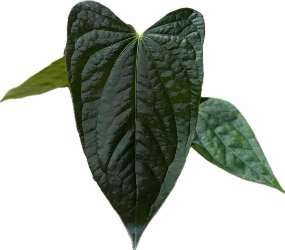 Anthurium papillilaminum x luxurians