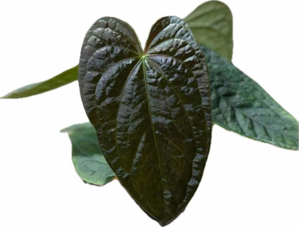 Anthurium papillilaminum x luxurians