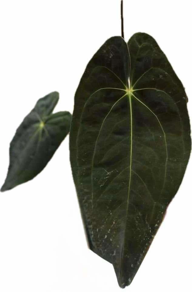Anthurium Papillilaminum x Papillilaminum