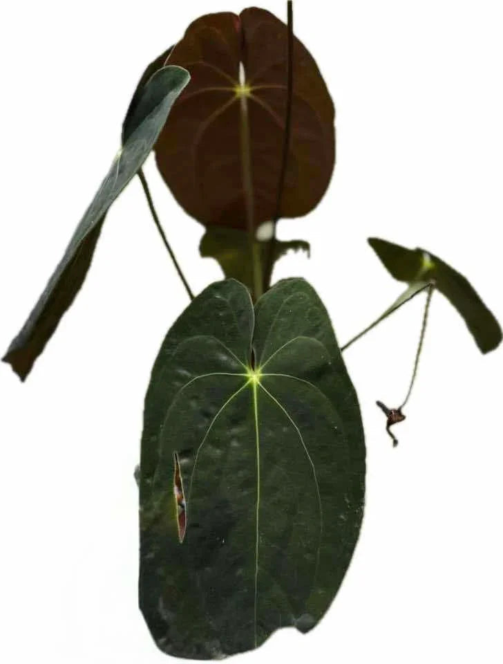 Anthurium Papillilaminum x Papillilaminum