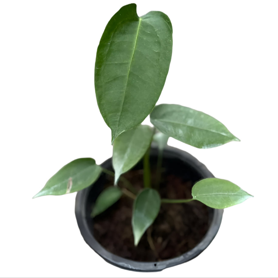 Anthurium peltigerum