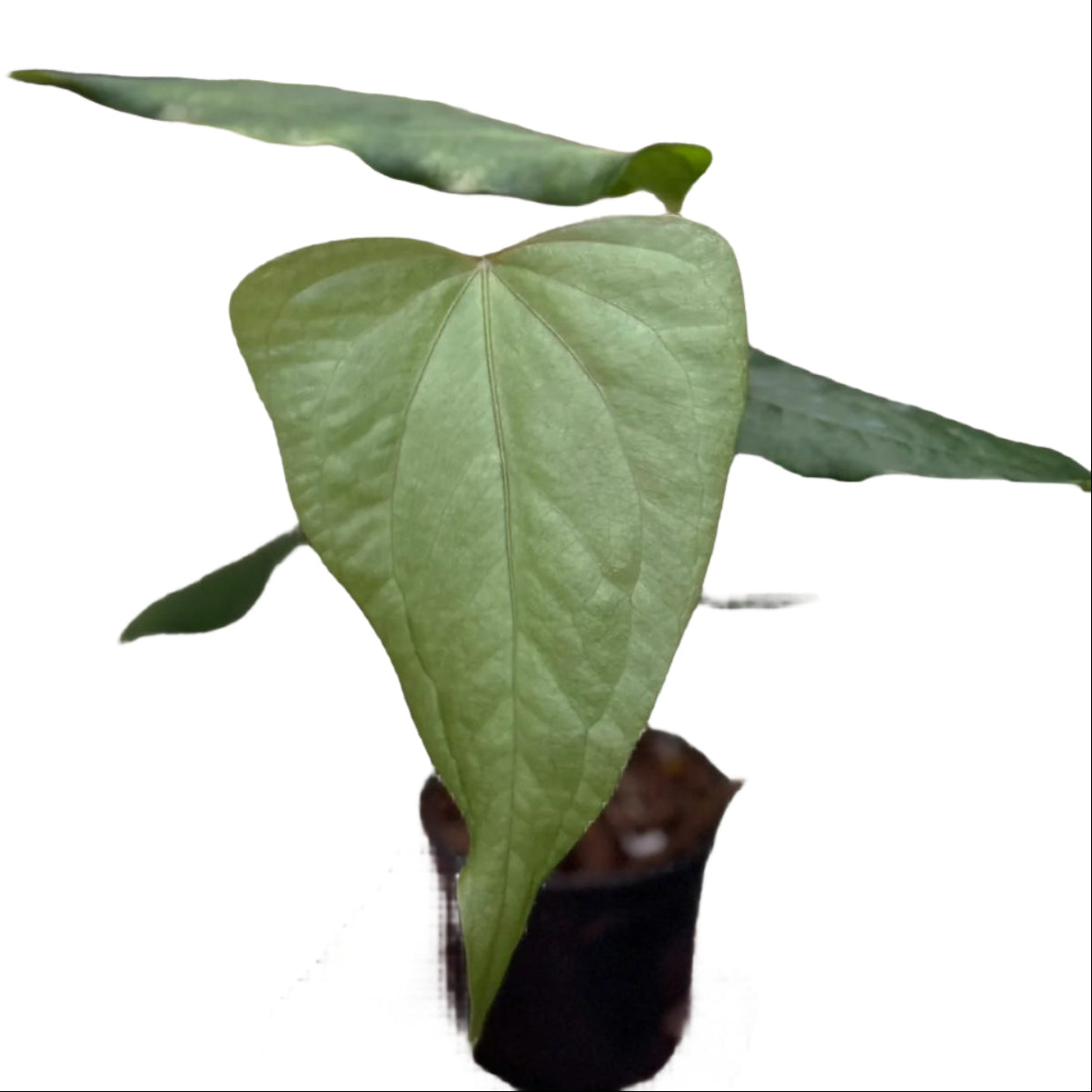 Anthurium pterodactyl hybrid × nigrolaminum "Gigi"