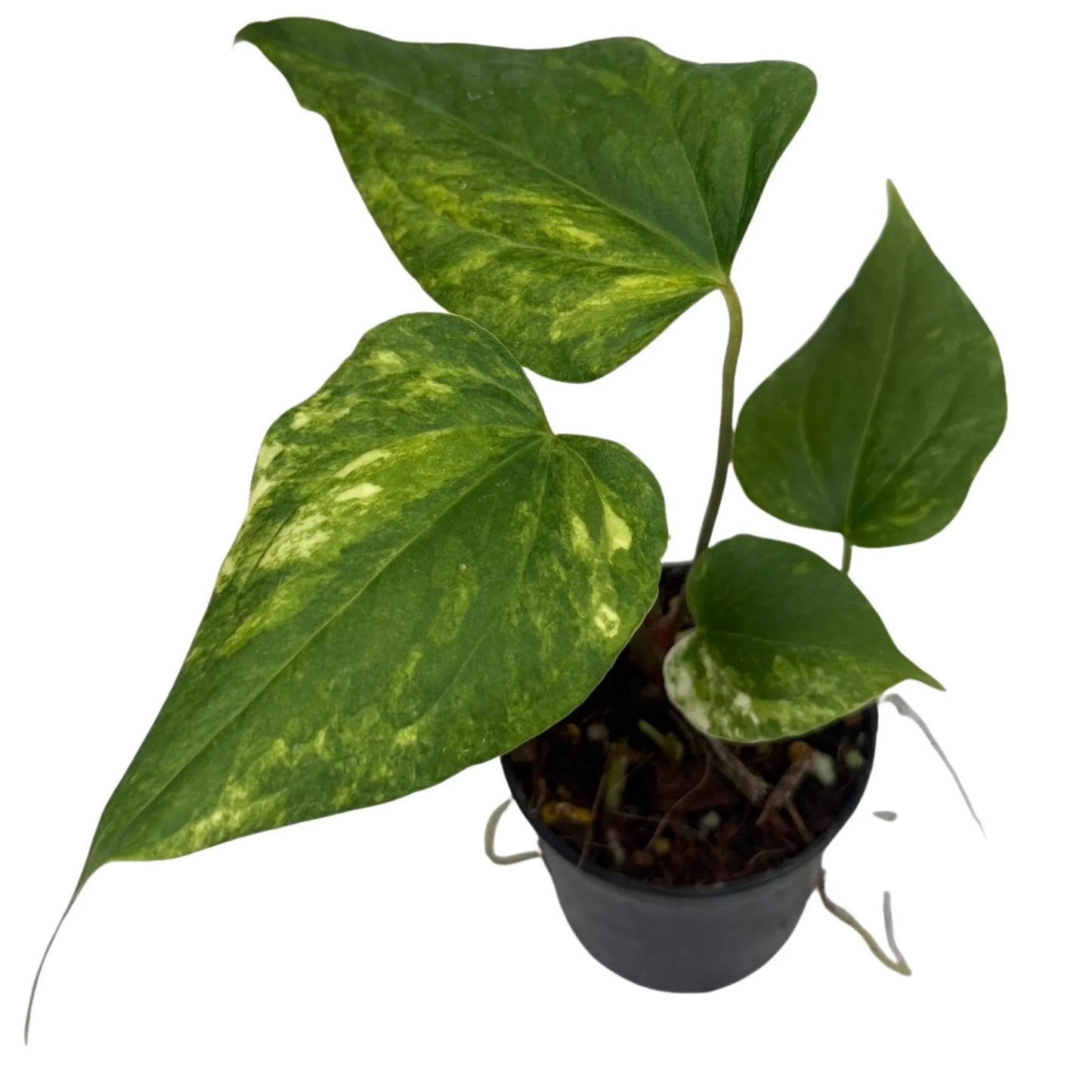 Anthurium pterodactyl hybrid x nigrolaminum "gigi" variegated