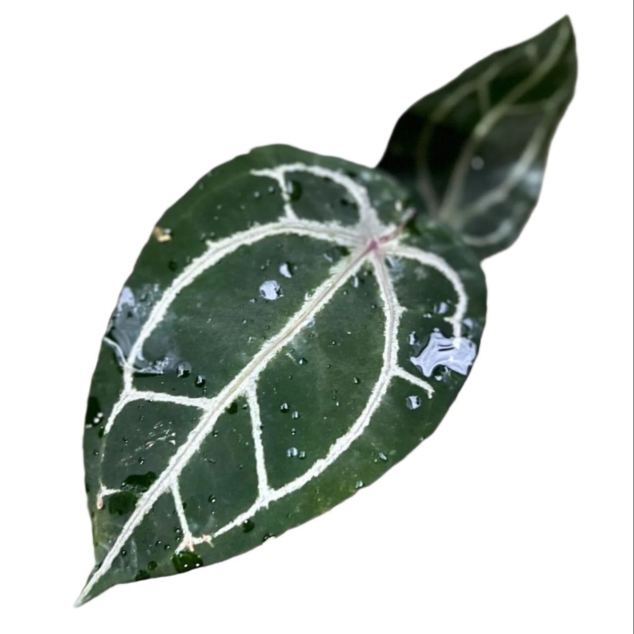 Anthurium Red Crystallinum x Red Crystallinum (RCxRC)
