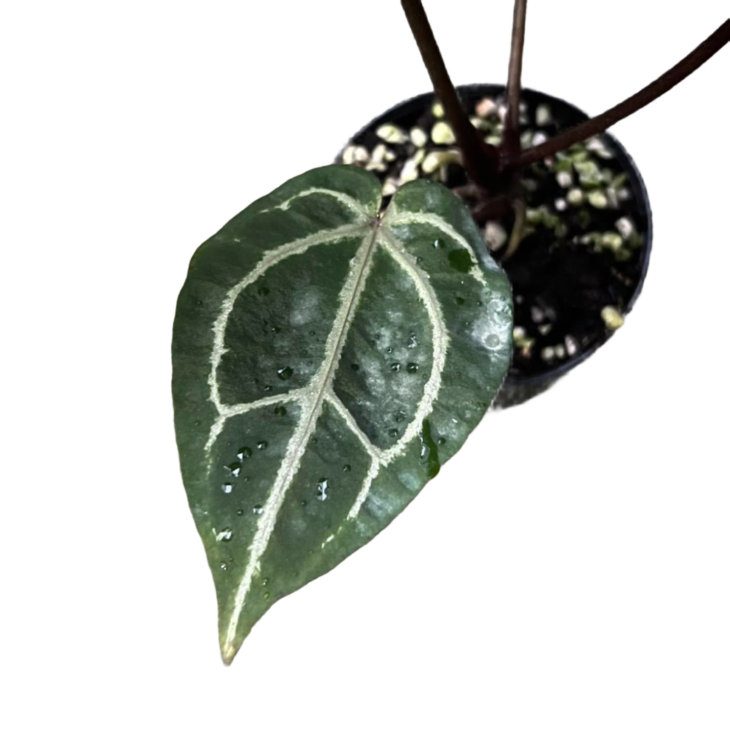 Anthurium Red Crystallinum x Red Crystallinum (RCxRC)