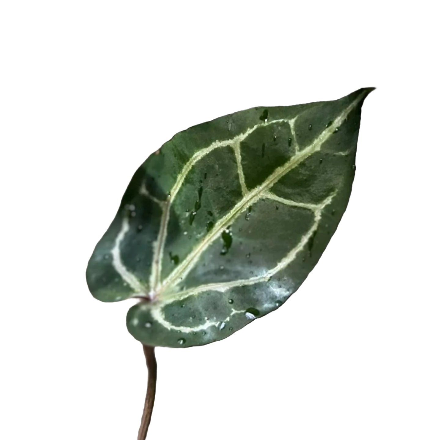 Anthurium Red Crystallinum x Red Crystallinum (RCxRC)