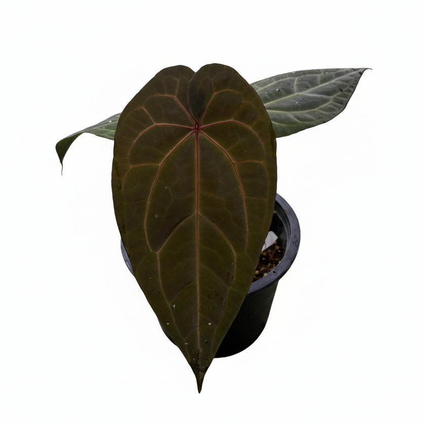 Anthurium Hybrid (Red Vein) (Grower's choice)