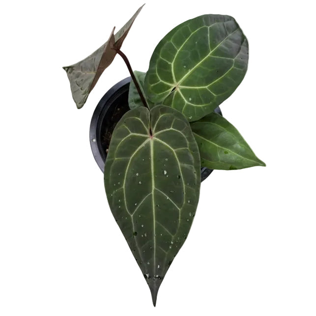 Anthurium Red Crystallinum (RC) x Red Vein Dark Phoenix (RVDP)