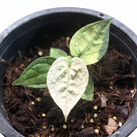 Anthurium 'White Moon'