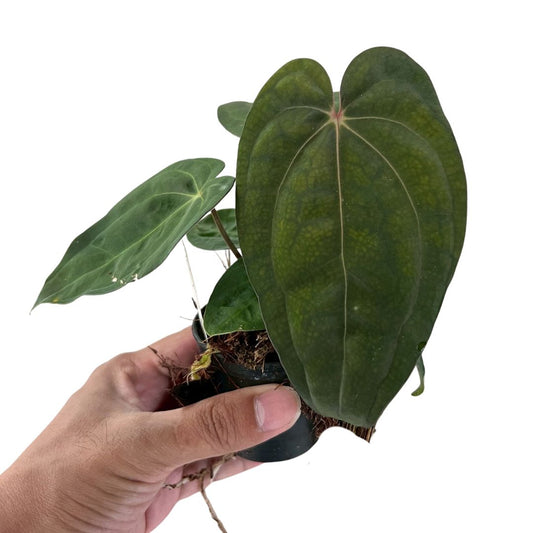 Anthurium Carlablackiae x Red Vein Dark Phoenix (RVDP)