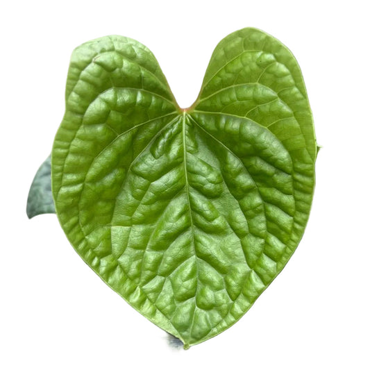 Anthurium luxurians (from seeds)