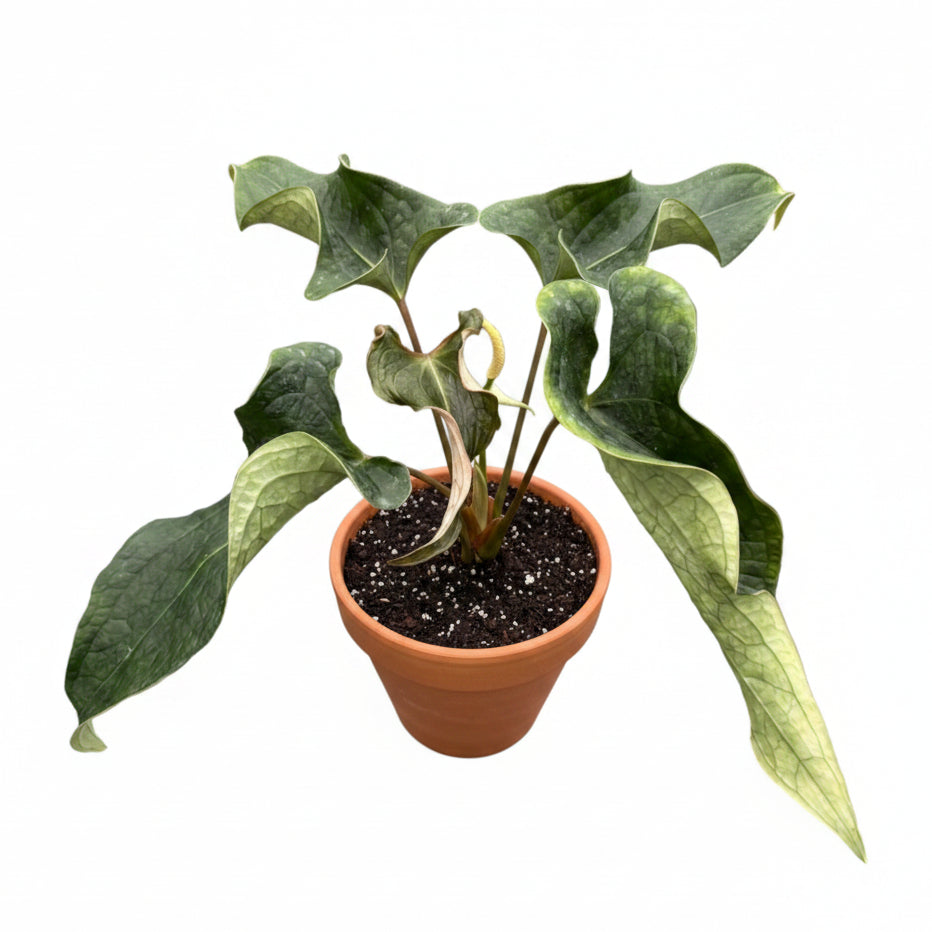 Anthurium Medusa
