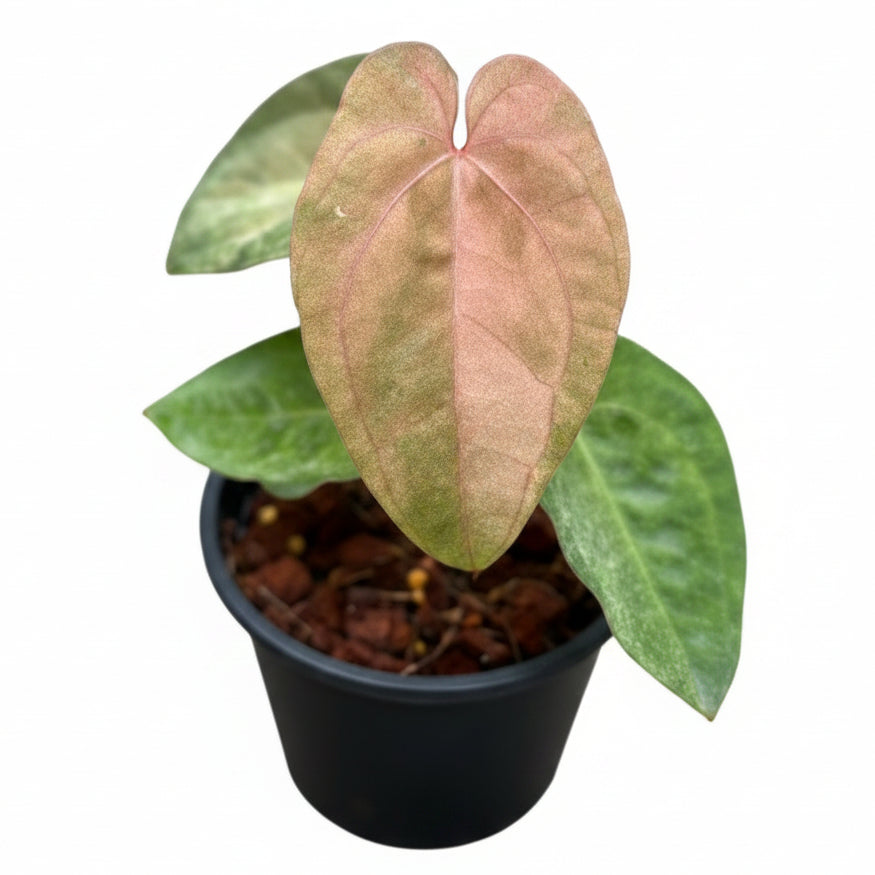 Anthurium papillilaminum hybrid (pink/mint) variegated