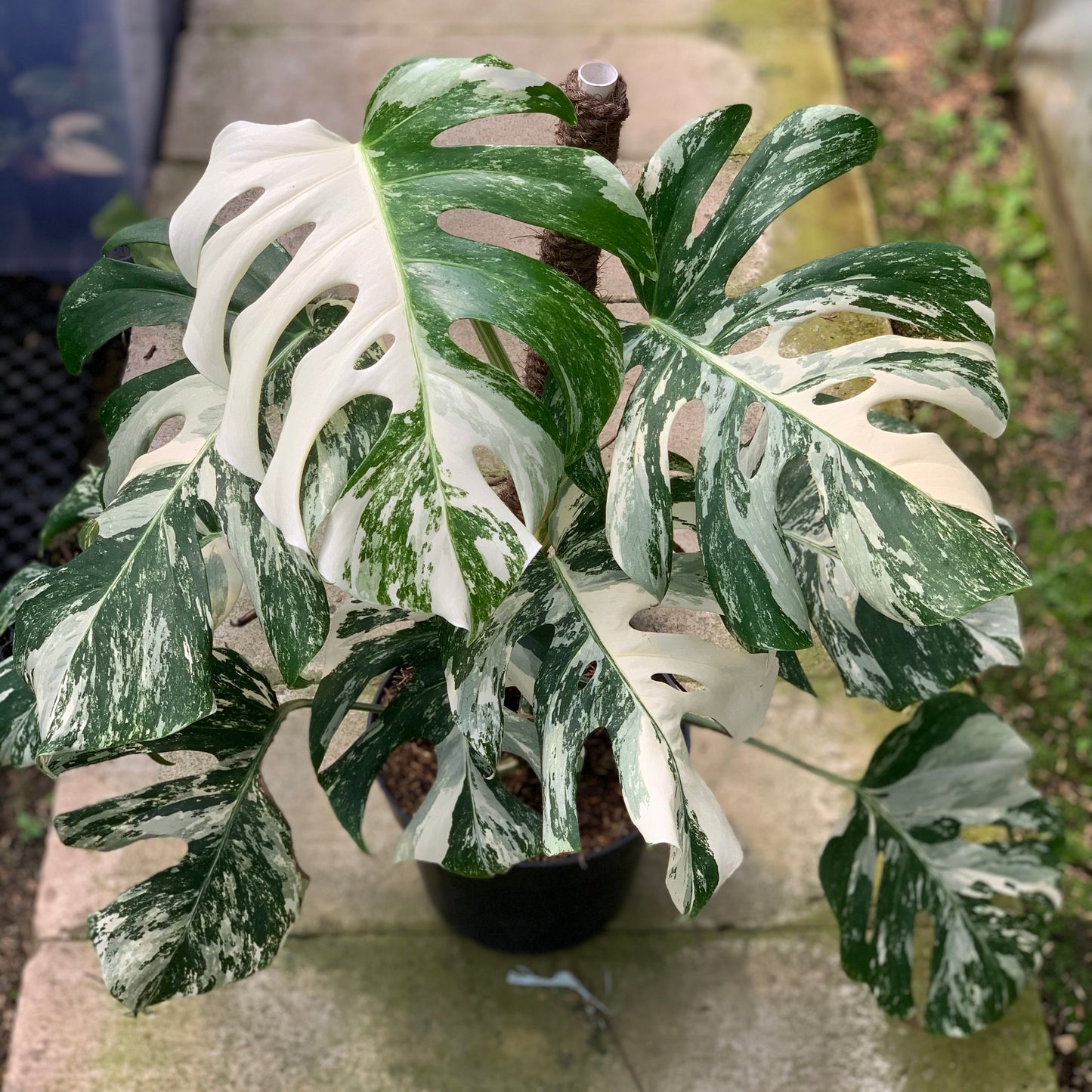 Monstera Albo White Tiger Variegated Lush — rare Indonesian plant